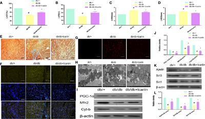 Icariin Ameliorates Diabetic Cardiomyopathy Through Apelin/Sirt3 Signalling to Improve Mitochondrial Dysfunction